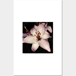 Pink stargazer lily Posters and Art